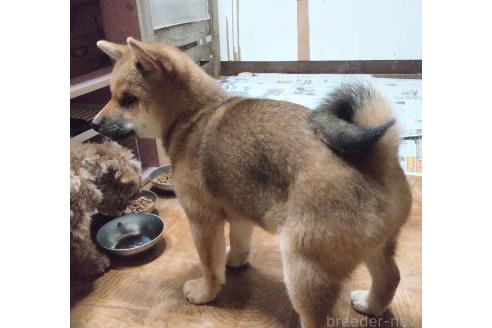 成約済の秋田県の柴犬-358219の4枚目